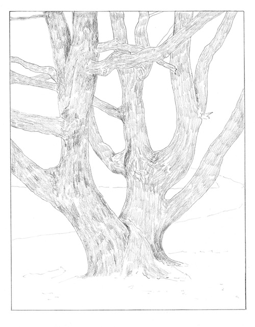how-to-draw-an-oak-tree-in-the-snow-step-02