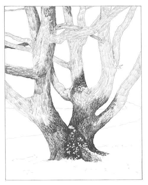 how-to-draw-an-oak-tree-in-the-snow-step-03