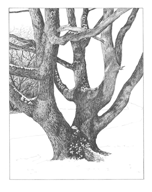 how-to-draw-an-oak-tree-in-the-snow-step-05