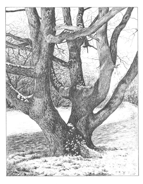 how-to-draw-an-oak-tree-in-the-snow-step-07