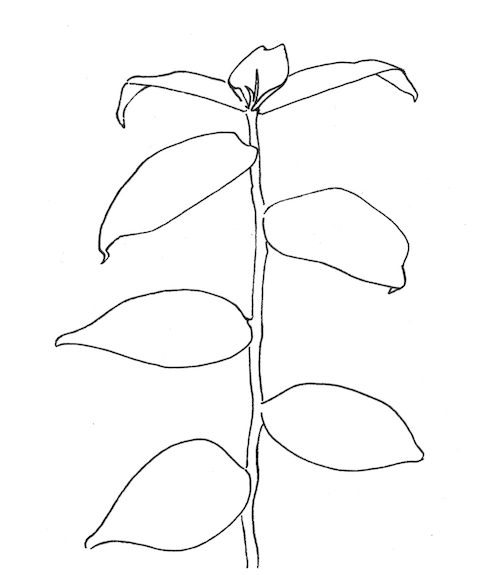 how-to-draw-plants-like-ellsworth-kelly-demo-4