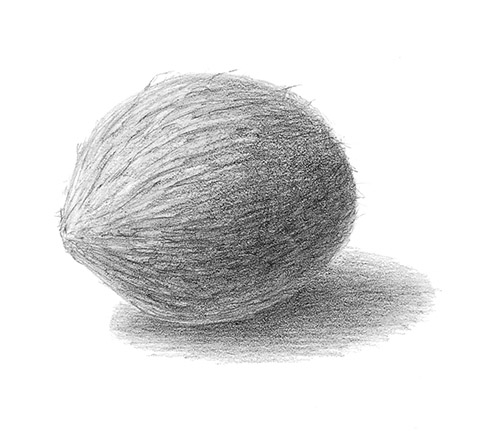 how-to-draw-texture-light-and-form-coconut