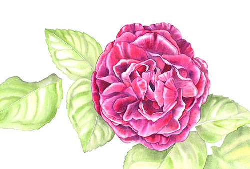 how-to-paint-a-rose-7
