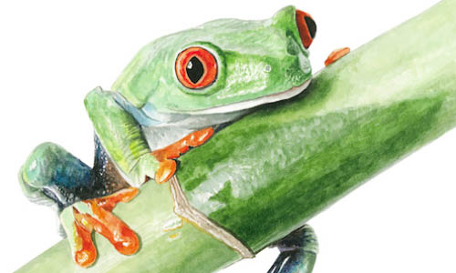如何画一只青蛙在水彩画
