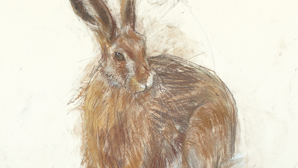 快速提示:画一只野兔