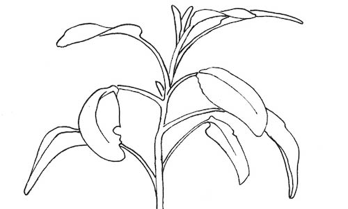 如何画出埃尔斯沃斯·凯利那样的植物